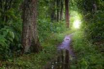 Pathway with puddles in the forest through green leafy tunnel toward sunlight