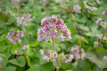 Pink Winter Heliotrope Flower on Green Leaves