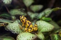 A spotted yellow from sitting among leaves