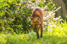 A red fox hunting in the grass