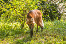 A red fox walking through the grass