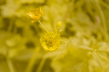 Meadow Buttercup Flower on a Yellow Background