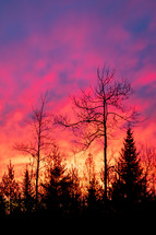 Silhouette of trees against vibrant colorful fiery sky during sunrise vertical