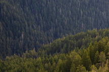 evergreen forest on Mount storm 