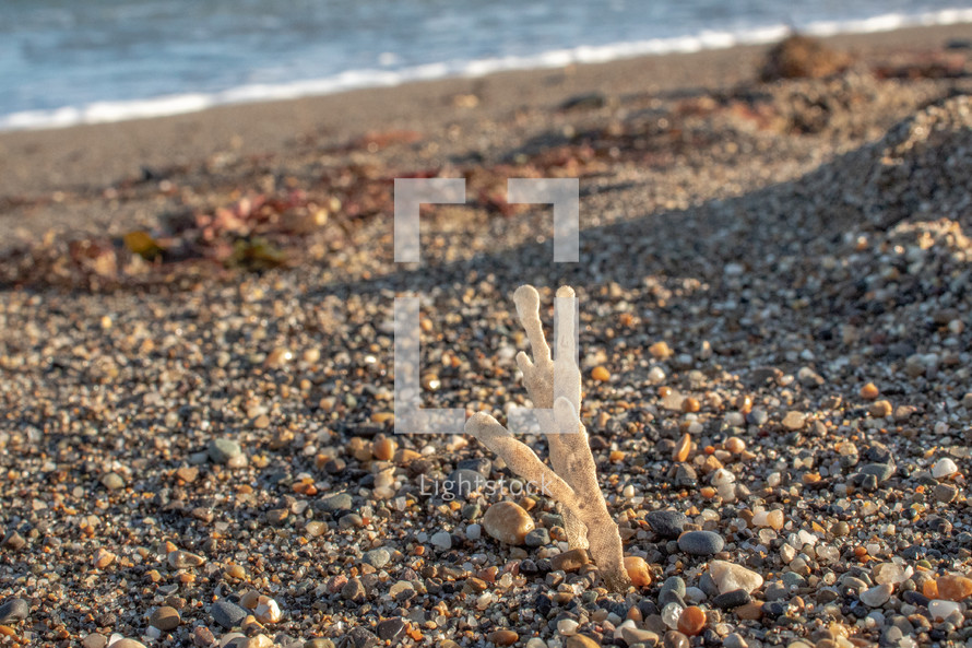 Dry, White Carrageen Moss on the Sea Shore, Ireland