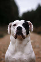 Staffordshire Terrier, white dog with a black eye patch marking