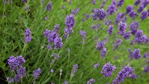 Purple Lavender Flowers Swaying in the Breeze, Ireland
