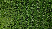 Aerial shot of a corn field ready for harvest