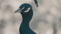 Close-up of neck and head with crest of curious peacock; bokeh shot	