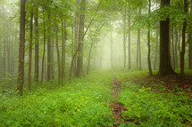 A walk in the woods on worn path through foggy green forest