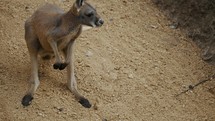 Slow Motion Of A Jumping Red Kangaroo (Macropus rufus)	