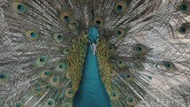 Majestic shot of Pavo Cristatus Peacock with blue head and spreading large feathers shaking	