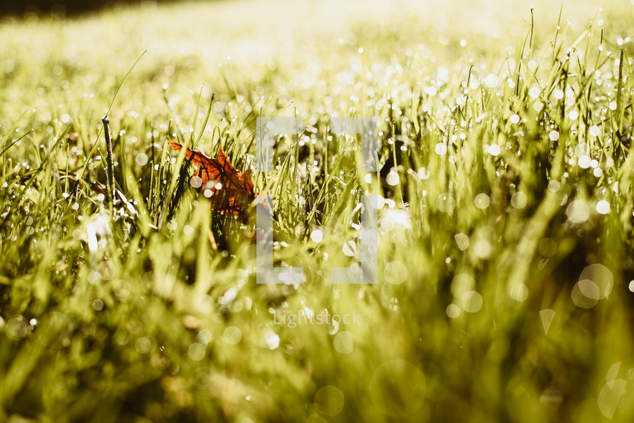 dew on green grass 