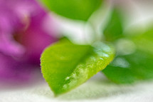 Micro details of water droplets on leaf and flower