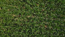 Aerial shot of a corn field ready for harvest