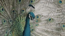 Male Indian Peacock With Wide Spread Large Feathers. Close Up	