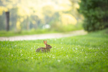 Brown cottontail rabbit sitting in grass with clover flowers