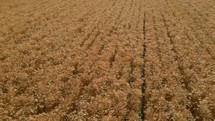 Aerial shot of a wheat field ready for harvest