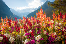 Tall colorful wild flowers in front of mountain range outlook in Banff National Park Canada