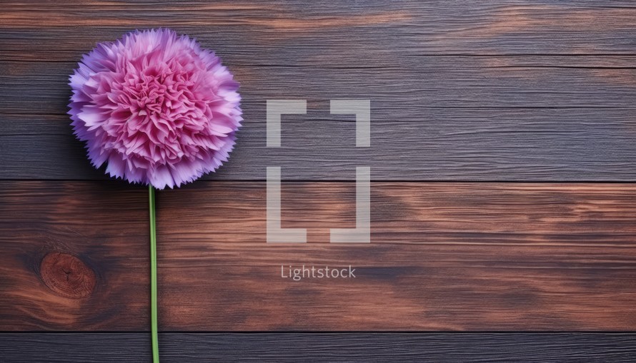 Pink dahlia flower on wooden background. Top view with copy space