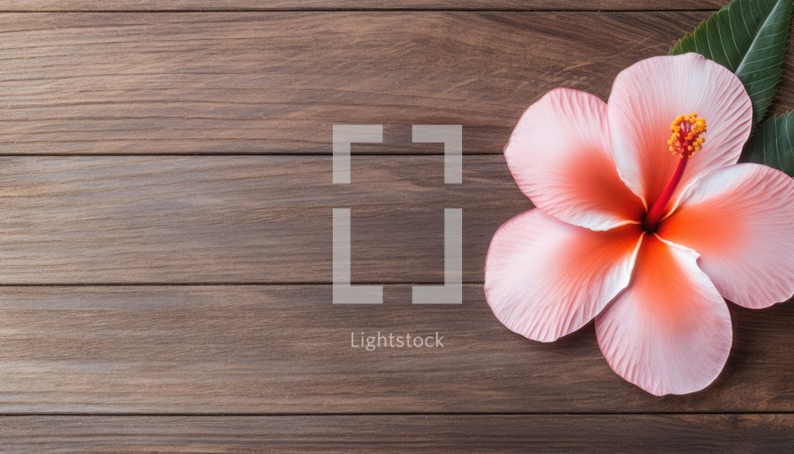 Pink hibiscus flower on wooden background with copy space.