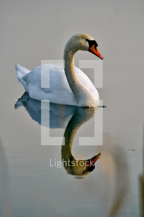 swan on a pond