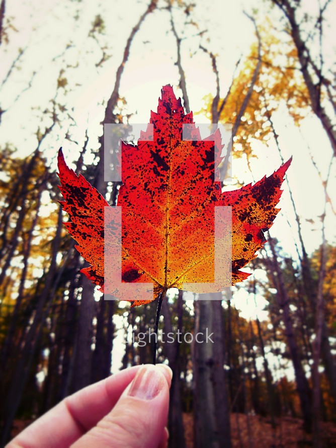 hand holding a red fall leaf in a forest 