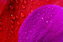 water droplets on a red and purple flower 