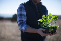 man holding young plants to be planted 