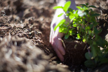 man planting a plant in soil 