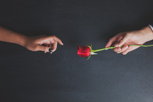 man giving a woman a long stem rose 