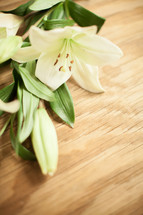 White easter lilies