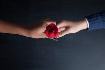 man giving a woman a red rose 