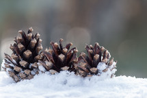 three pine cones in the snow 