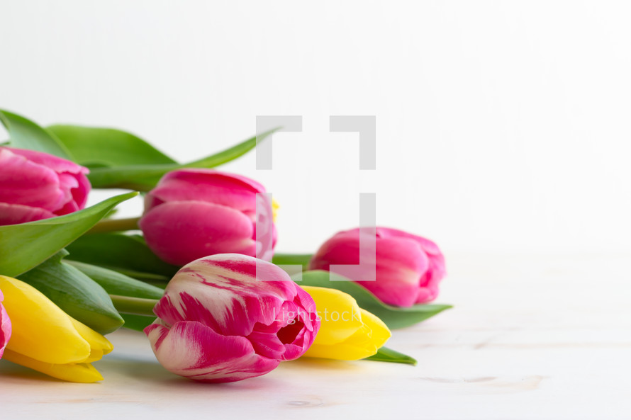 tulips laying on a white wood background 