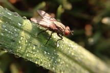 fly and dewdrops in sunlight on a blade of grass