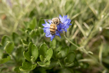 bee with pollen on leg on cornflower / bachelor's button flower with surrounding soft green and tan colors