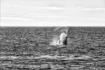 whale breaching the water 
