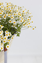 daisies in a bag 