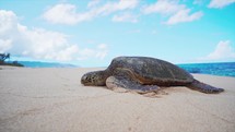Sea Turtle resting at beach