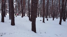 Walk in a snowy forest