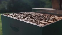 Honey bees working on a wooden man made bee hive, bee box farming, beekeeping, beekeeper