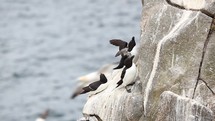 Three Razorbill Birds on a Rocky Cliff, Flapping Their Wings and Yawning, Ireland
