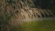 Nature and wheat blowing in wind