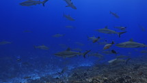 Shoal Of Grey Sharks - Fakarava South Pass