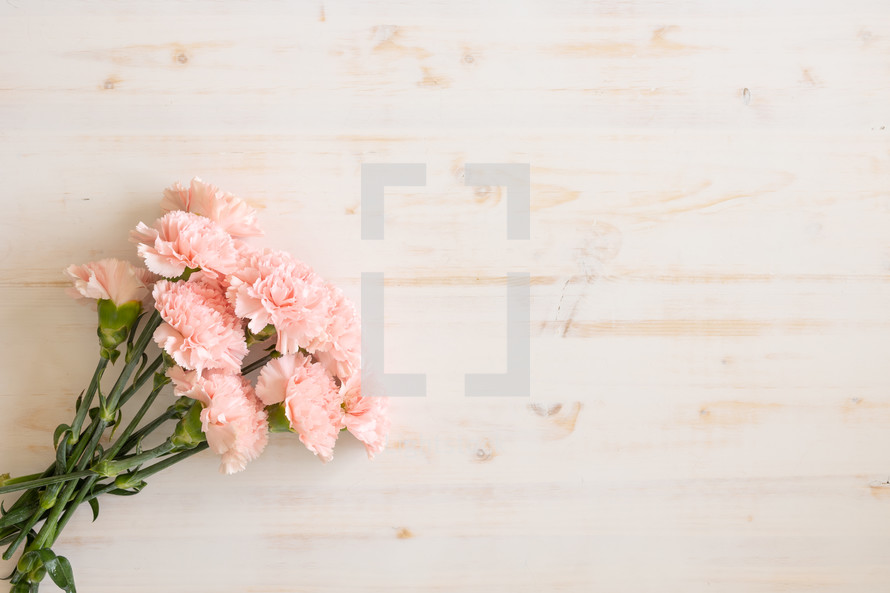 pink carnations on a white wood background 
