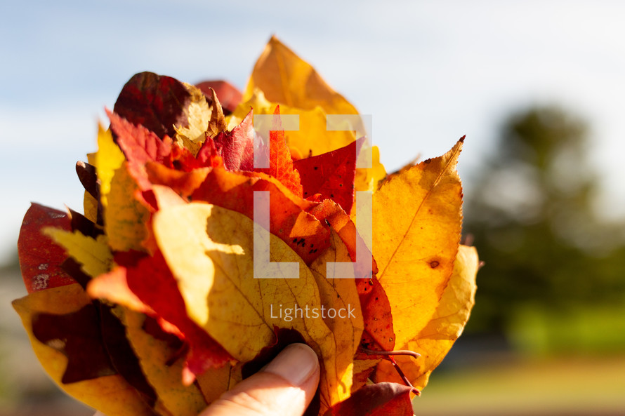 hand holding up a bunch of fall leaves 