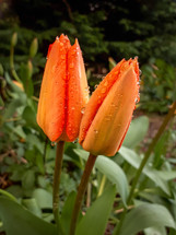 Raindrops on Orange Tulips in the Garden