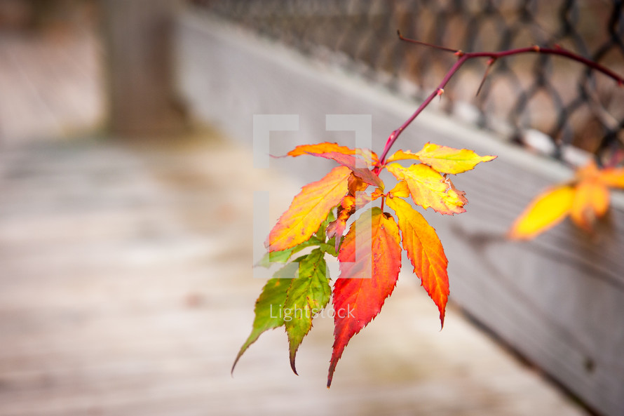 Bunch of colorful Autumn leaves sticking out of fence on wooden walkway