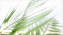 Soft Palm Leaves 03 - Slow motion, soft focus Palm Leaves against sky.